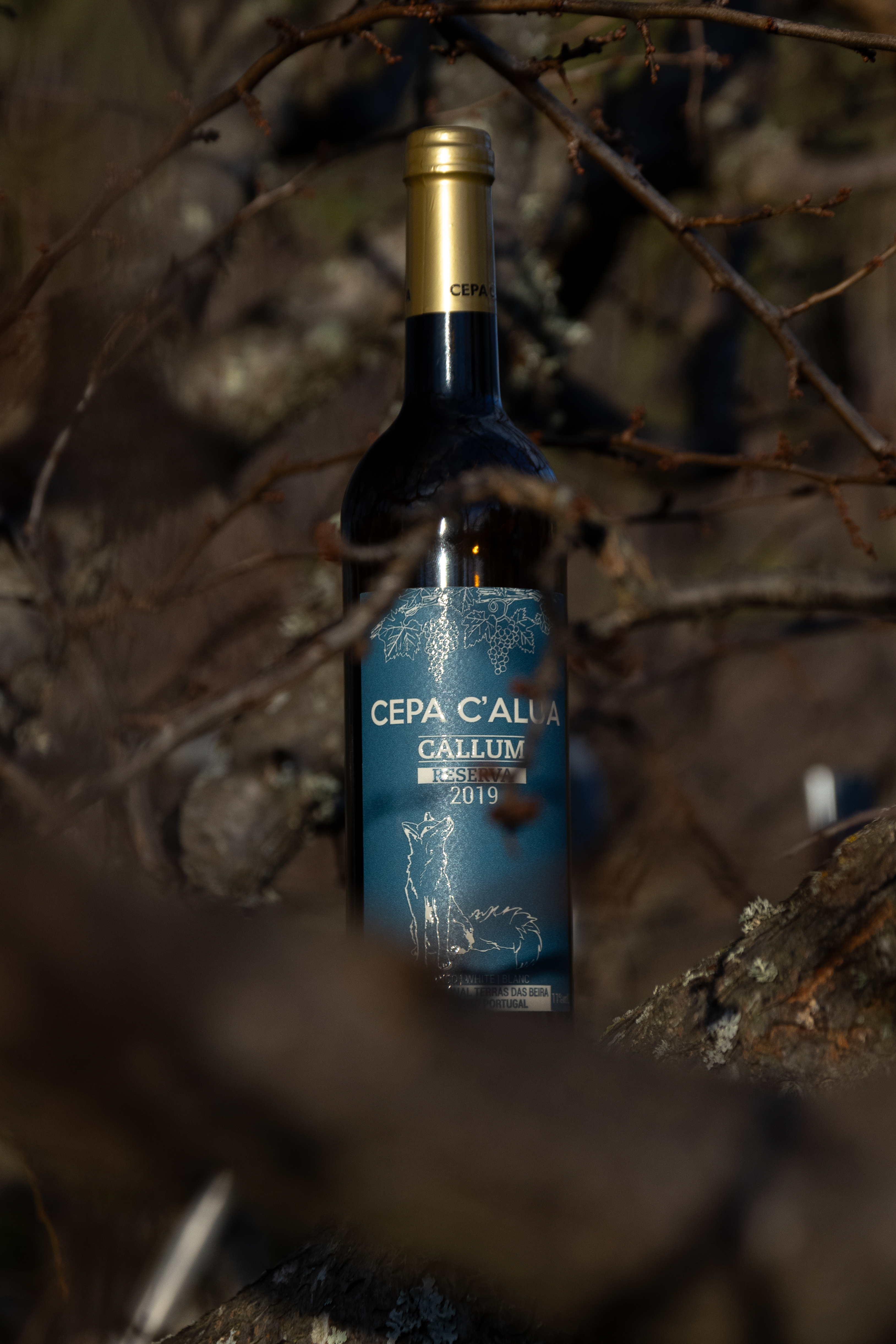 Caso de sucesso Cepa C'alua — website e produção de conteúdo por WayArt Digital